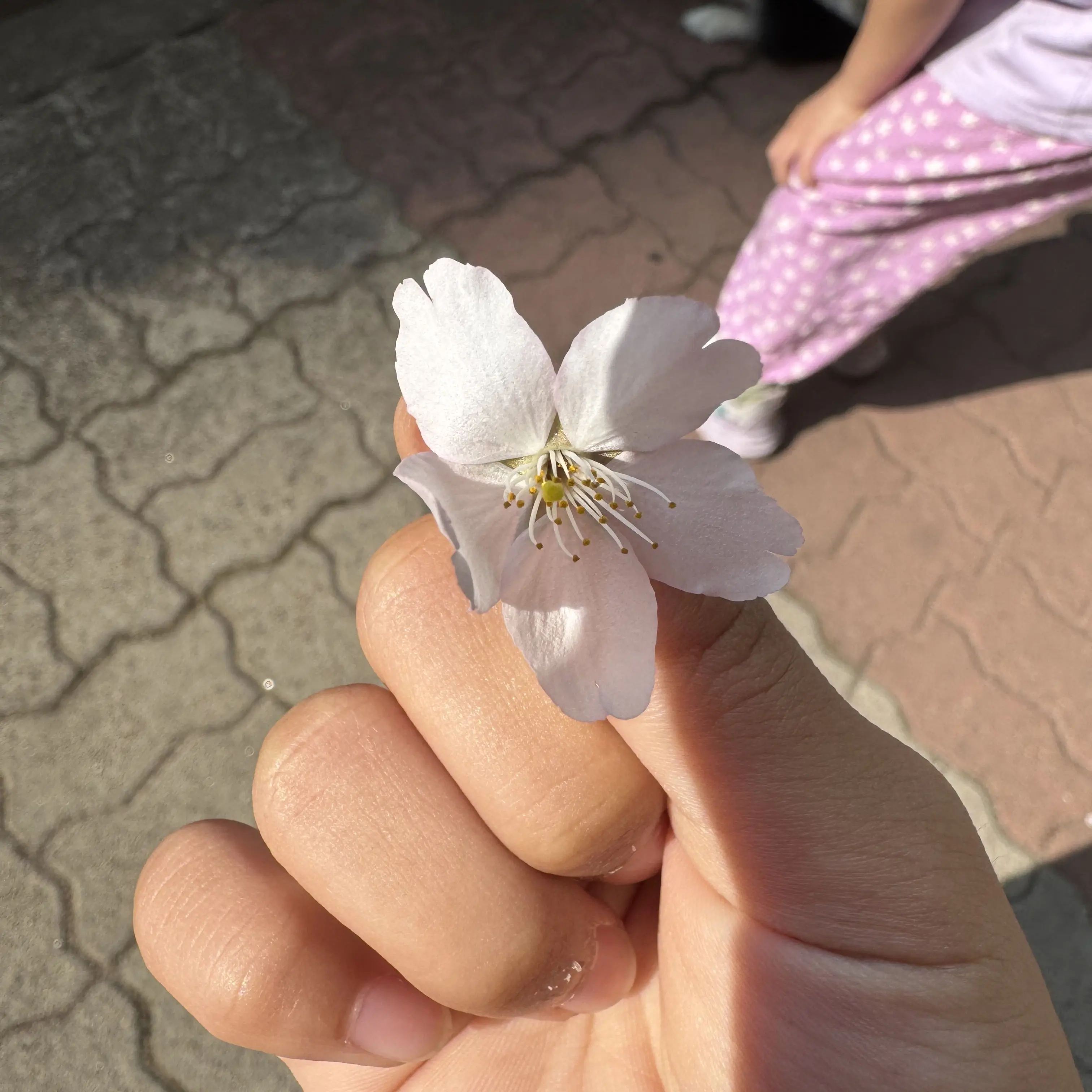 SunnyWage3310의 공지