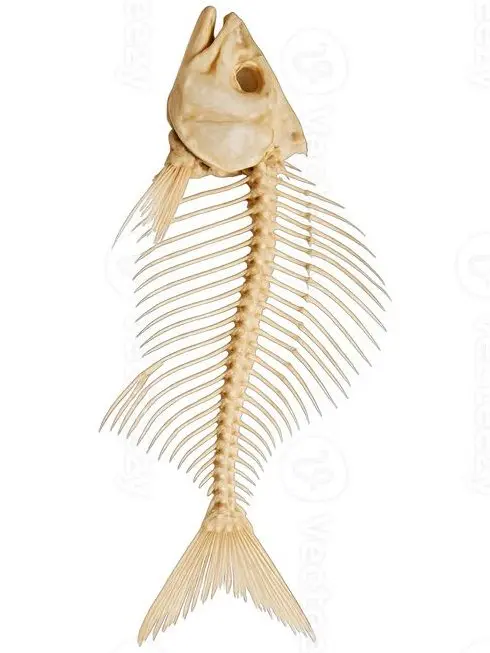 HANJAWA의 Thornback