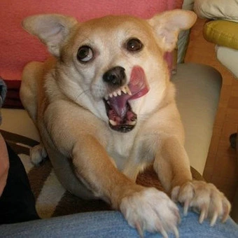 갱얼쥐