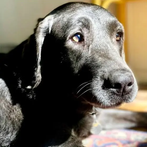 Tomisbest의 톰 펠튼