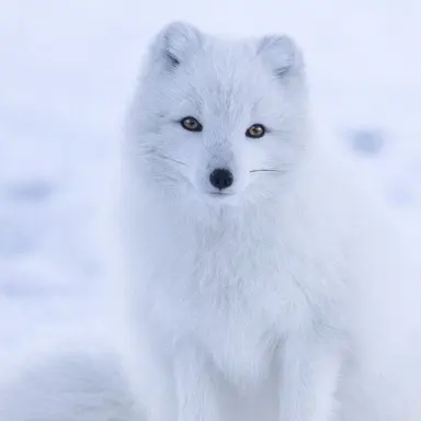Profile image of - Fox -
