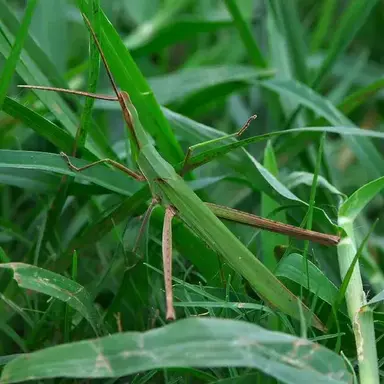 Profile image of 방아깨비 암컷