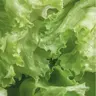 Profile image of ファン