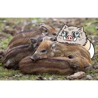 Profile image of 하시비라 히노스케