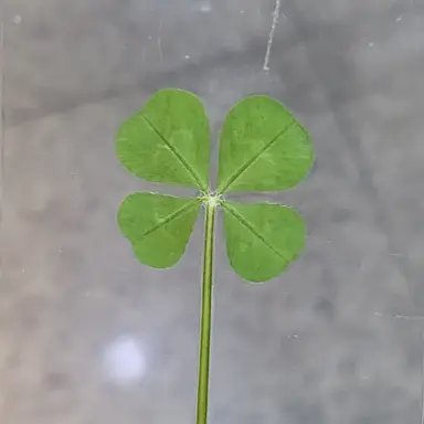 Profile image of 릴리