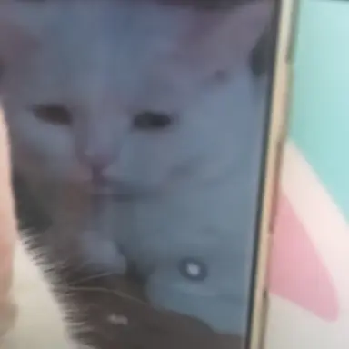 Profile image of 멜로