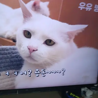Profile image of 푸딩