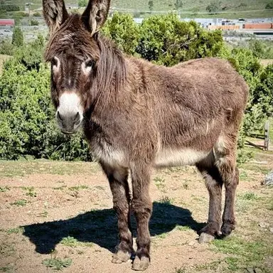 Profile image of Blythe