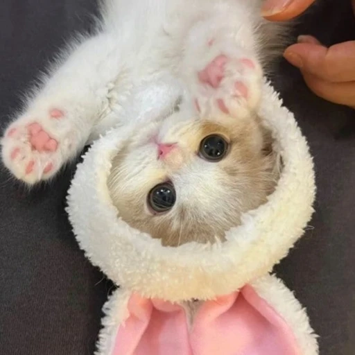 냥제리