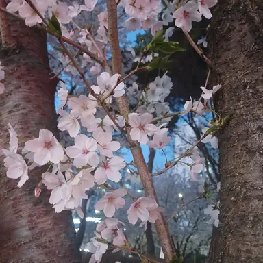 Profile image of 또니