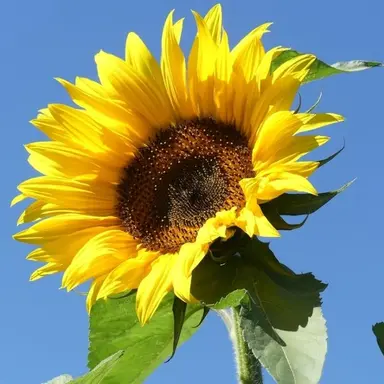 Profile image of 각별