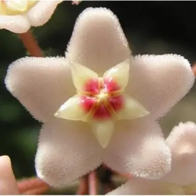 Profile image of 한여우
