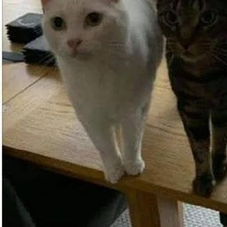 이설