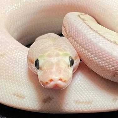 이사현