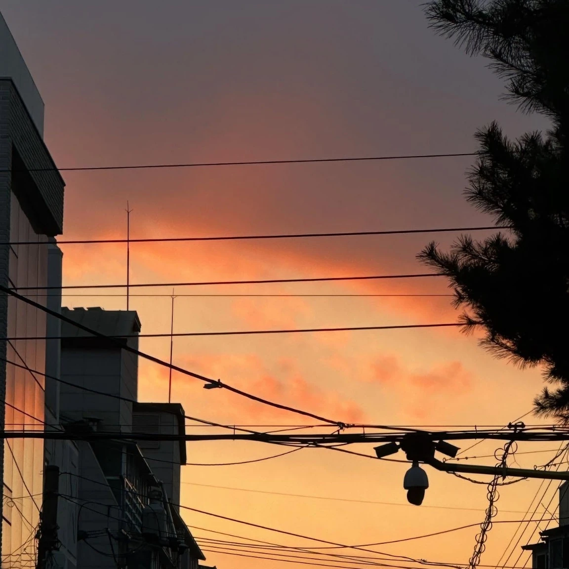 백지헌