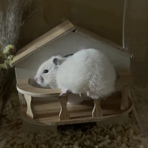 욕하는 햄스터 키우기