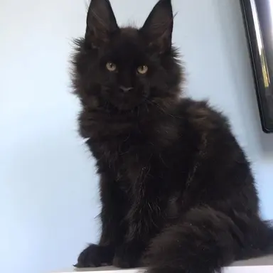Profile image of Shadow