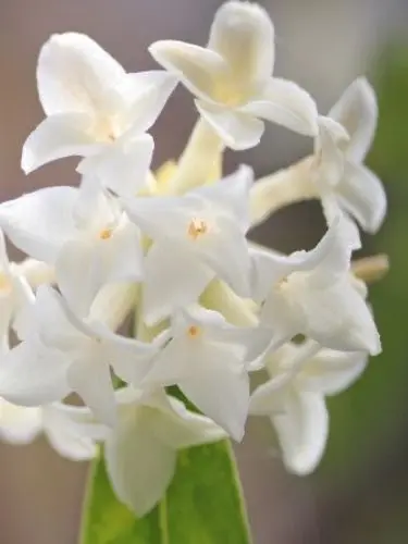 QuaintLoan3171의 沈丁花