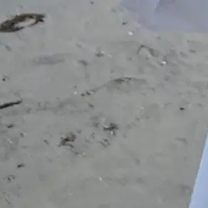 aki__loves_DK의 キュートアグレッション注意報⚠️