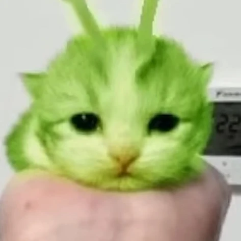 애옹이