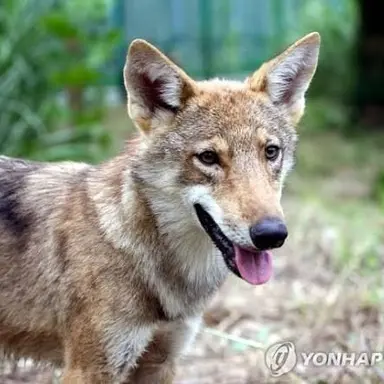 Profile image of カン・チュンシク