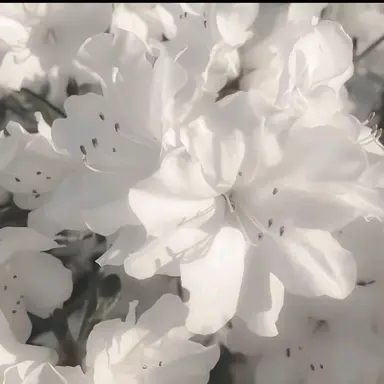 Profile image of 여우