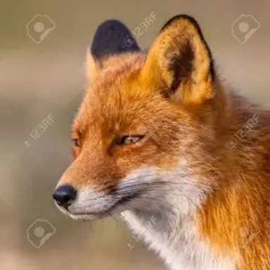 Profile image of Fox