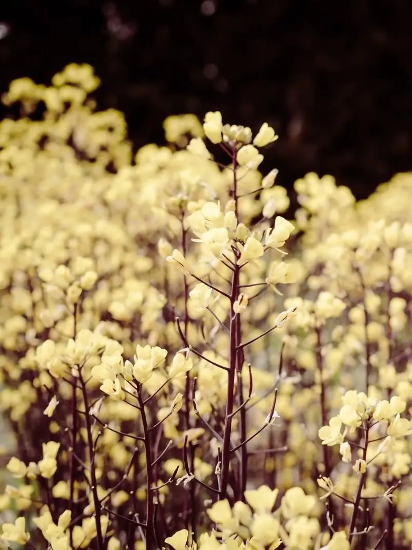 LonelyPlush1133의 兄達がセコム()