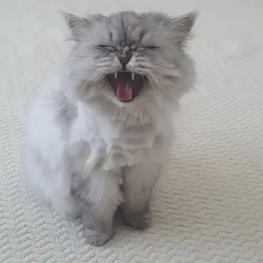 Profile image of 최서아