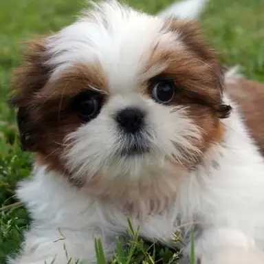 Profile image of 장군