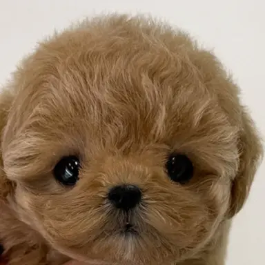 Profile image of 초코