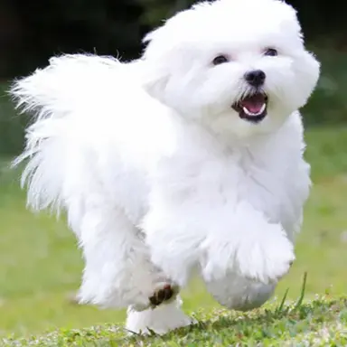 Profile image of 말차