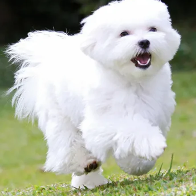 말차