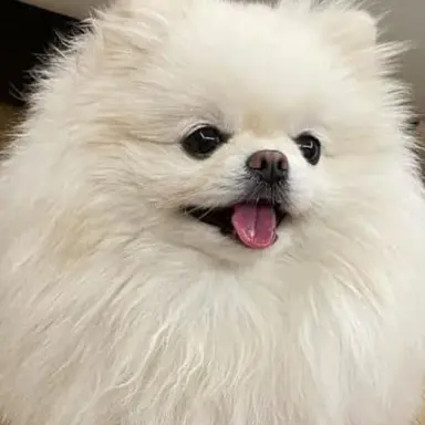 Profile image of 또리