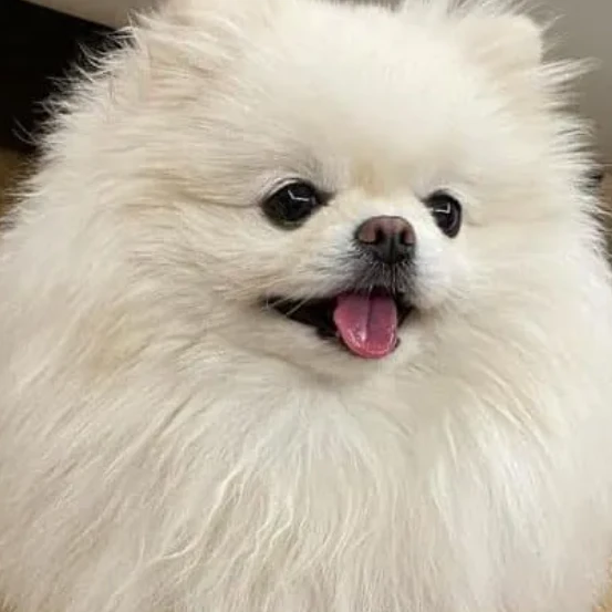 또리