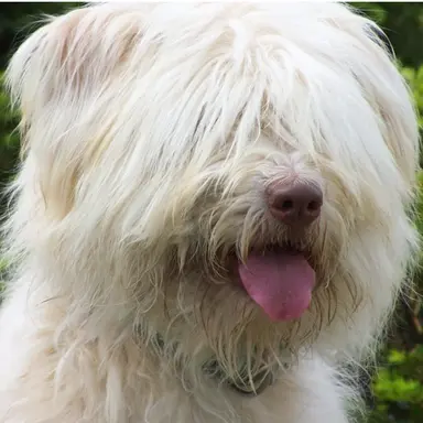 Profile image of 찹살