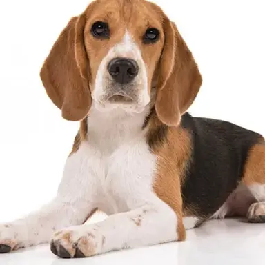 Profile image of 베이글