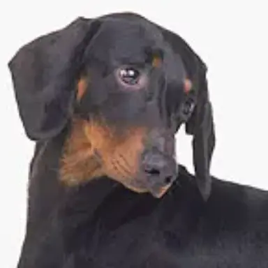 Profile image of 소시지