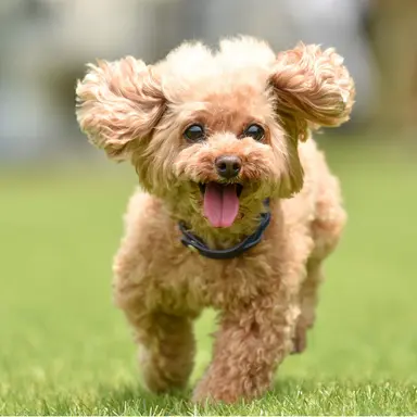 Profile image of 푸딩