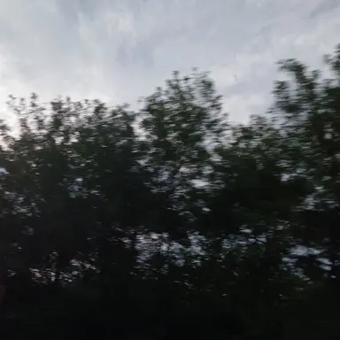 Profile image of 여우