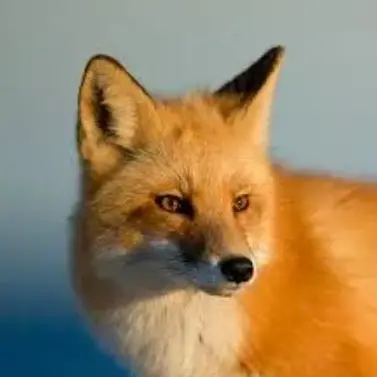 Profile image of 여우
