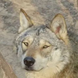 Profile image of 늑대