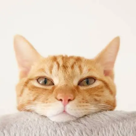 FutureRest1541의 よもぎ