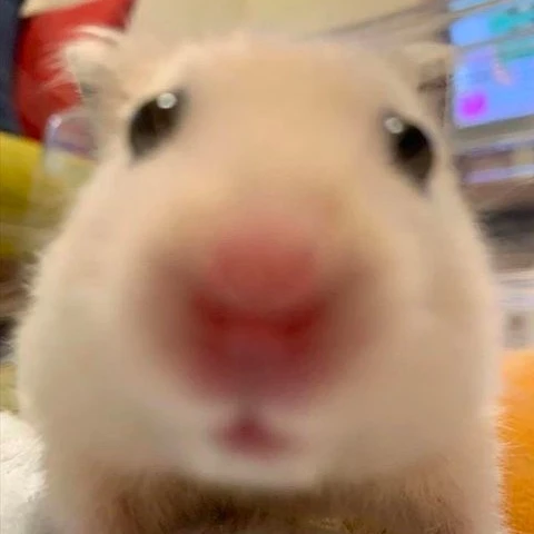 Hallo 주인장