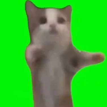 해피캣