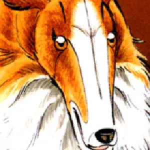 Profile image of Rocket