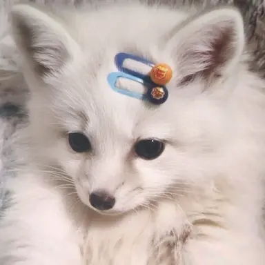 Profile image of Fox