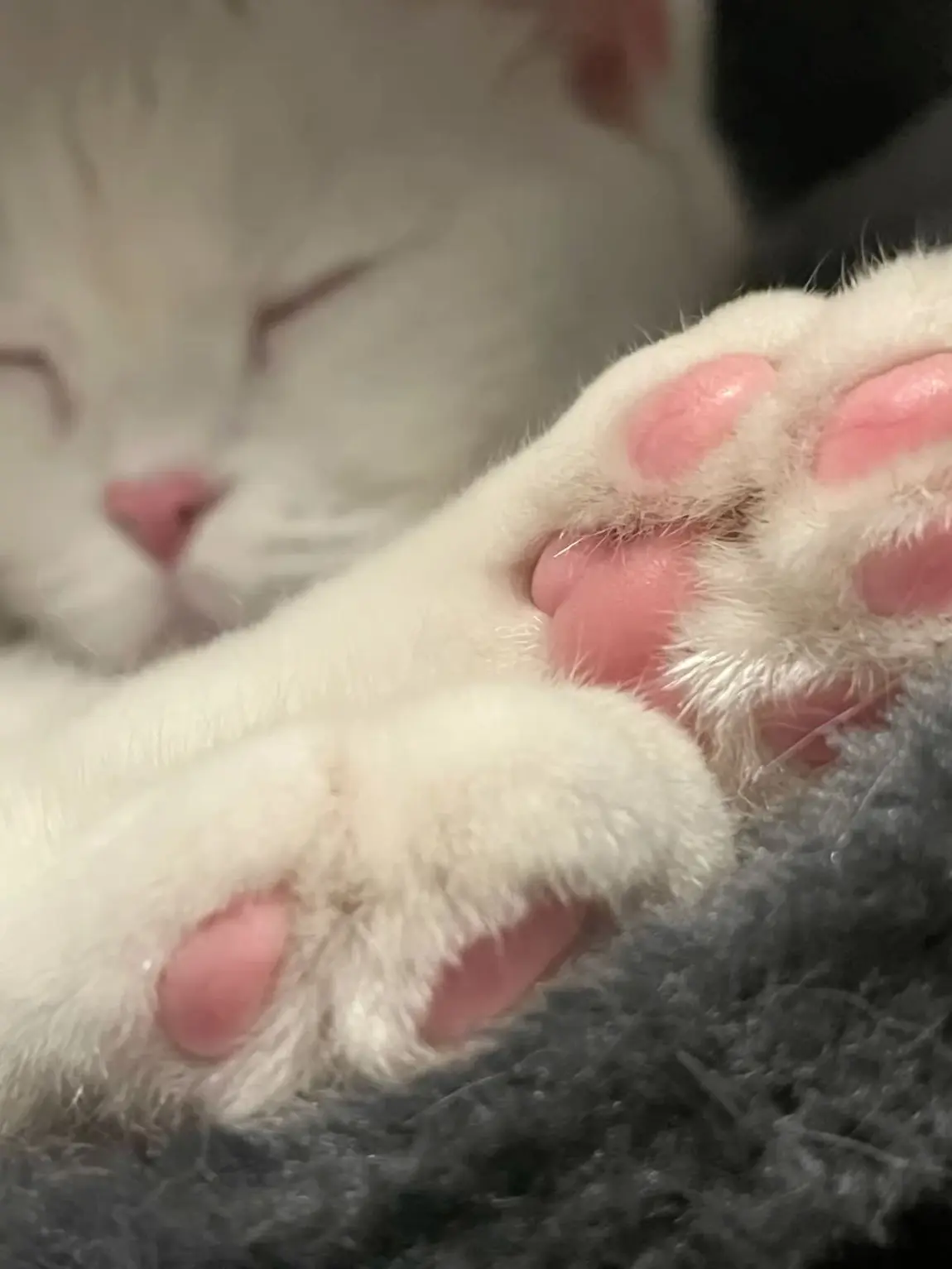 FrugalFart6068의 Cat cafe staff