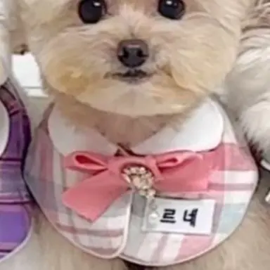 Profile image of 임르네