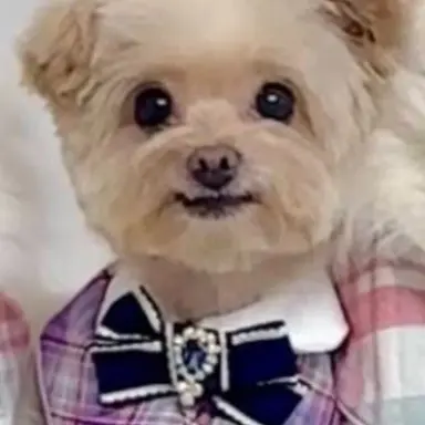 Profile image of 임비바